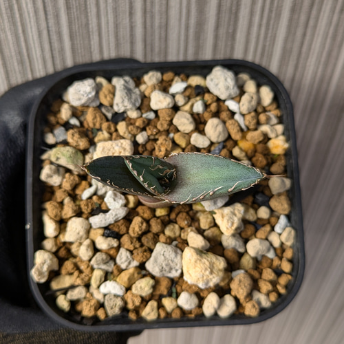 アガベ チタノタ 烈焔 子株 多肉植物 SAWAFARM【サワファーム