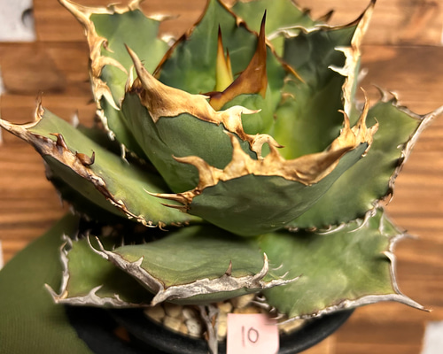 アガベ　チタノタ　烈焔　親株　子株付き ca784b4a6acad67df7364a48789ada