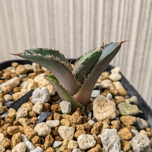 アガベ チタノタ 烈焔 子株 多肉植物 SAWAFARM【サワファーム