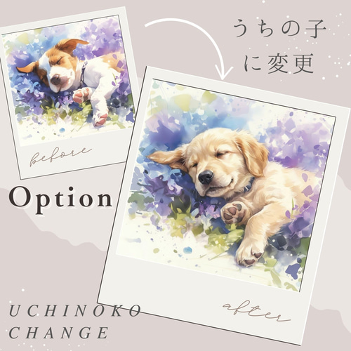 青と金 - イタリアングレーハウンド犬 No.1】イタグレ・ゴールド