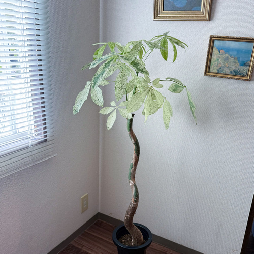 パキラ⚫︎ミルキーウェイ⚫︎7号⚫︎曲がり⚫︎観葉植物⚫︎斑入り