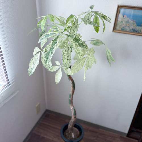 超希少❗️幹曲がり❗️パキラ ミルキーウェイ✨ 楽天市場】『「パキラ