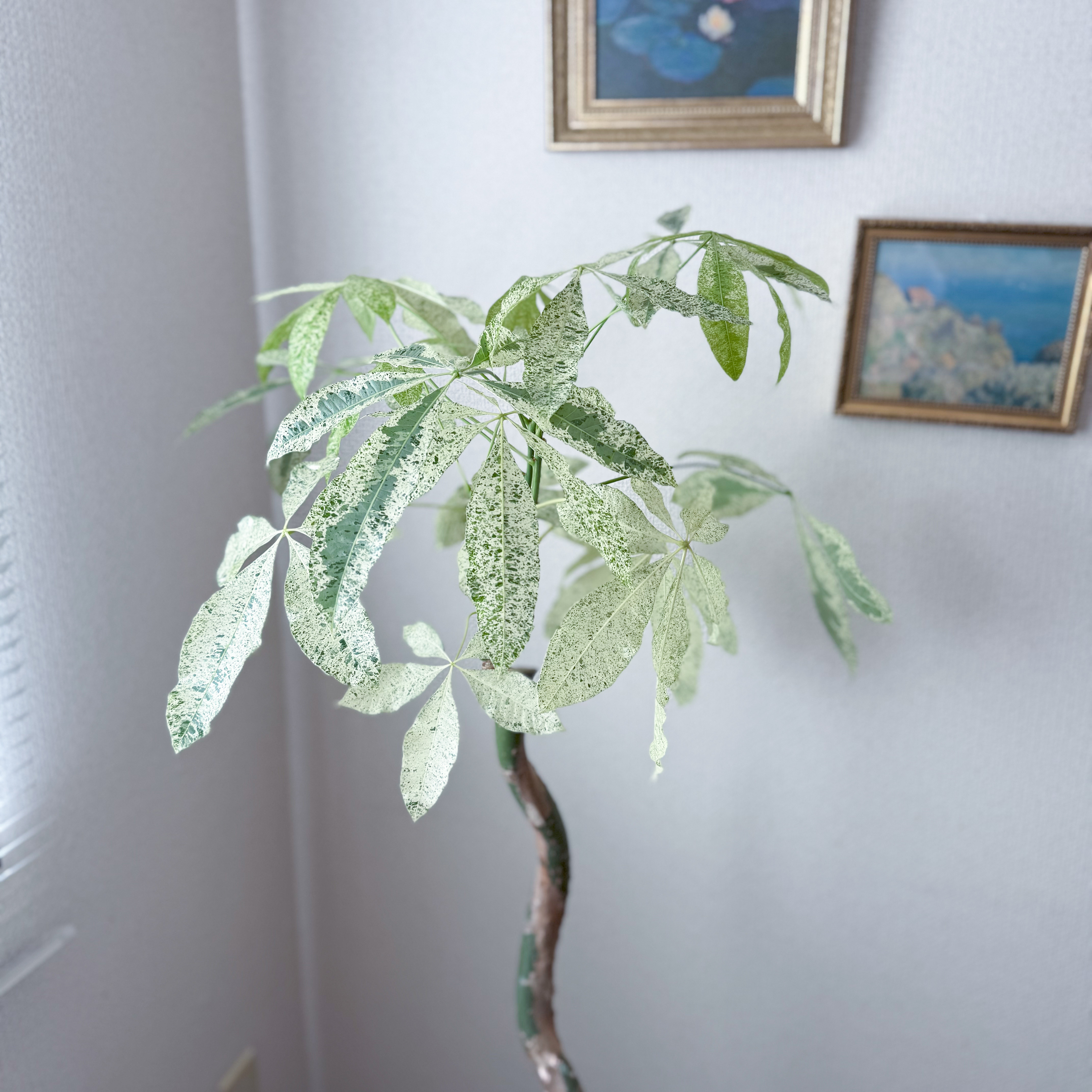 超希少❗️幹曲がり❗️パキラ　ミルキーウェイ✨ パキラ⚫︎ミルキーウェイ⚫︎7号⚫︎曲がり⚫︎観葉植物