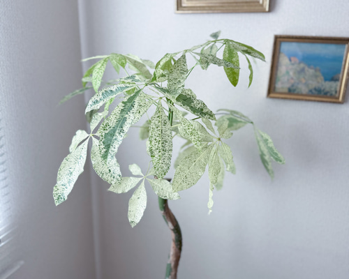 パキラ⚫︎ミルキーウェイ⚫︎7号⚫︎曲がり⚫︎観葉植物