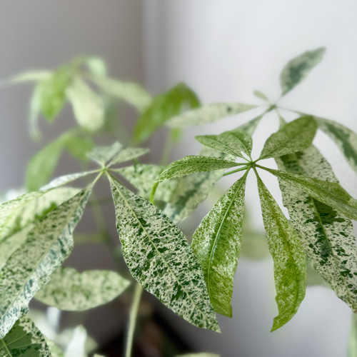 パキラ⚫︎ミルキーウェイ⚫︎7号⚫︎曲がり⚫︎観葉植物