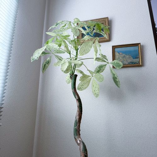 パキラ⚫︎ミルキーウェイ⚫︎7号⚫︎曲がり⚫︎観葉植物