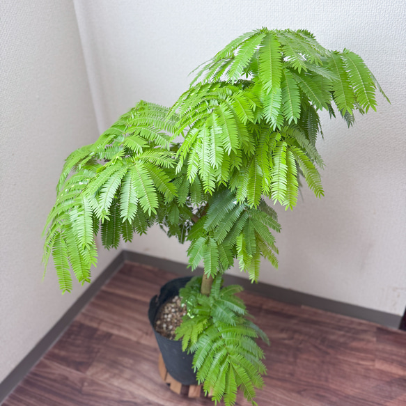 エバーフレッシュ 観葉植物 幹太