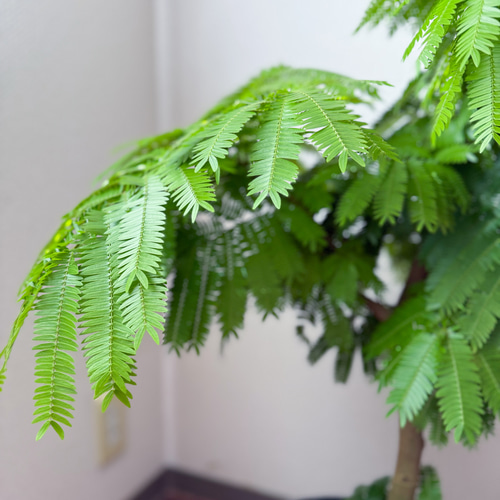 エバーフレッシュ⚫︎ネムノキ⚫︎7号⚫︎観葉植物⚫︎幹太⚫︎1点もの