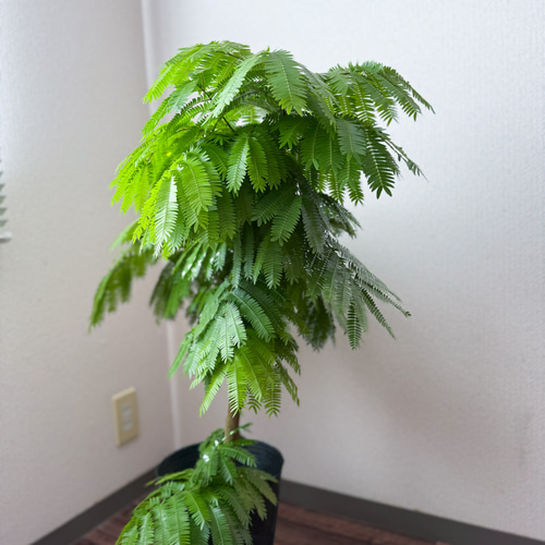 エバーフレッシュ⚫︎ネムノキ⚫︎7号⚫︎観葉植物⚫︎幹太⚫︎1