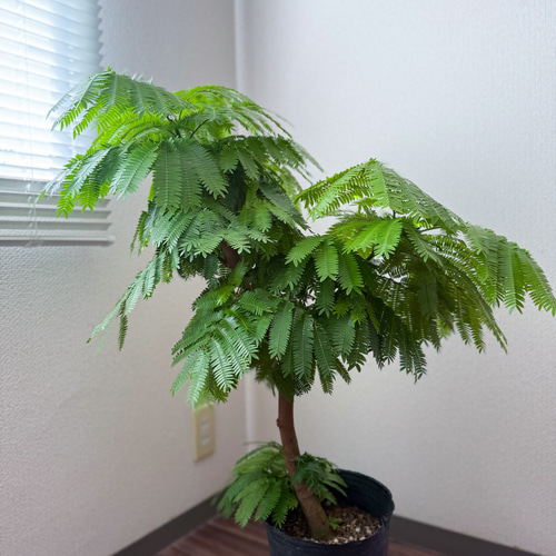 エバーフレッシュ⚫︎ネムノキ⚫︎7号⚫︎観葉植物⚫︎幹太⚫︎1点もの