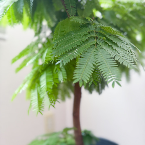 エバーフレッシュ⚫︎ネムノキ⚫︎7号⚫︎観葉植物⚫︎幹太⚫︎1