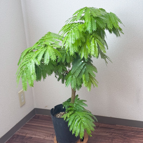 【幹太♥高さ70cm！大型】エバーフレッシュ ネムノキ 曲がり 幹太♥高さ70cm！大型】エバーフレッシュ ネムノキ 曲がり