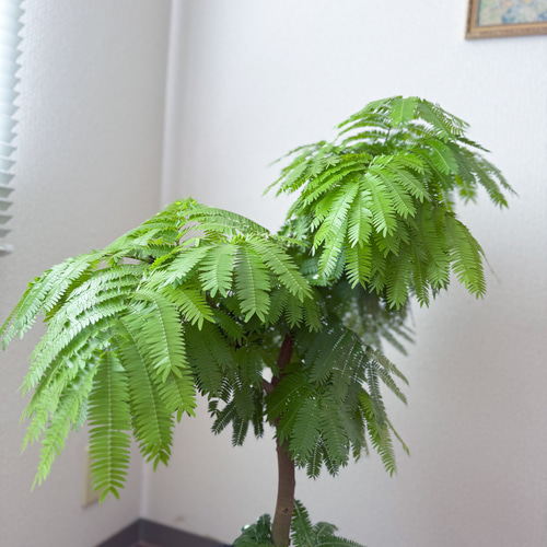 エバーフレッシュ⚫︎ネムノキ⚫︎7号⚫︎観葉植物⚫︎幹太⚫︎1点もの