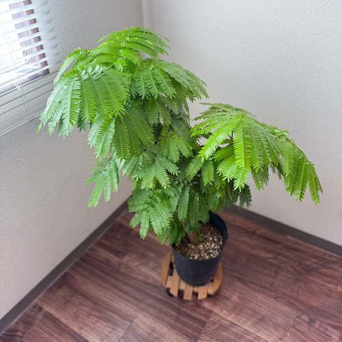 エバーフレッシュ⚫︎ネムノキ⚫︎7号⚫︎観葉植物⚫︎幹太⚫︎1点もの