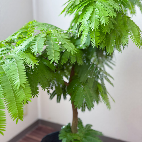 エバーフレッシュ⚫︎ネムノキ⚫︎7号⚫︎観葉植物⚫︎幹太⚫︎1点もの