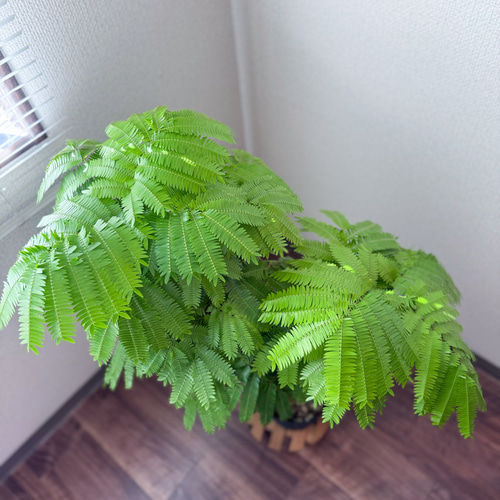 エバーフレッシュ⚫︎ネムノキ⚫︎7号⚫︎観葉植物⚫︎幹太⚫︎1
