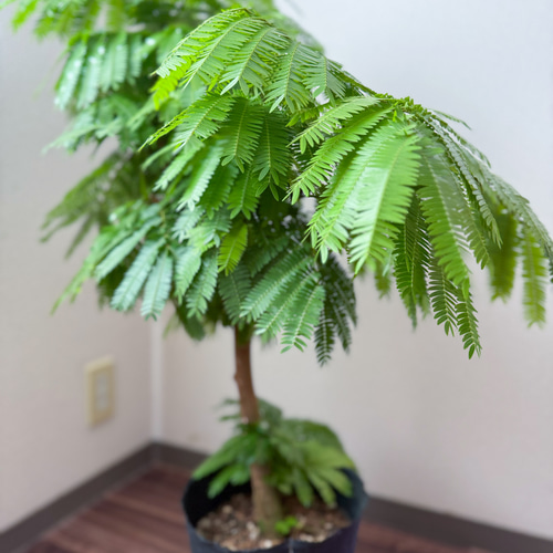 エバーフレッシュ⚫︎ネムノキ⚫︎7号⚫︎観葉植物⚫︎幹太⚫︎1