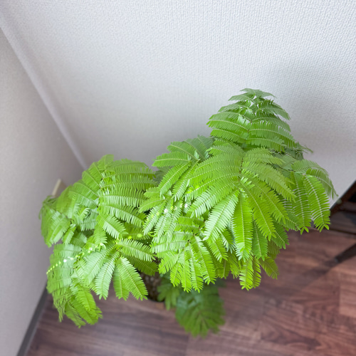 エバーフレッシュ⚫︎ネムノキ⚫︎7号⚫︎観葉植物⚫︎幹太⚫︎1