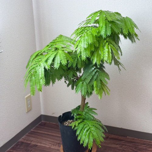 エバーフレッシュ⚫︎ネムノキ⚫︎7号⚫︎観葉植物⚫︎幹太⚫︎1点もの