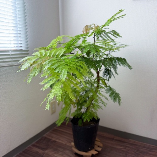 アカサヤネムノキ エバーフレッシュ 8号　幹太 大型 観葉植物 523 エバーフレッシュ (アカサヤネムノキ) 【観葉植物 大型 8号