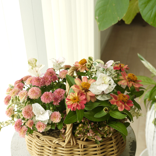 寄せ植え　花■大人可愛いバスケット 花うるるアレンジ寄せ植え「ジェミニバスケット ロウ(Lサイズ