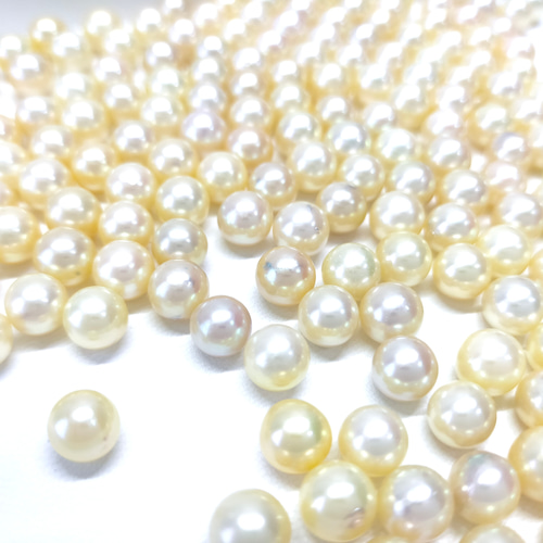あこや真珠 無穴 7.0mm 華やかなイエロー&ゴールド ラウンド 素材