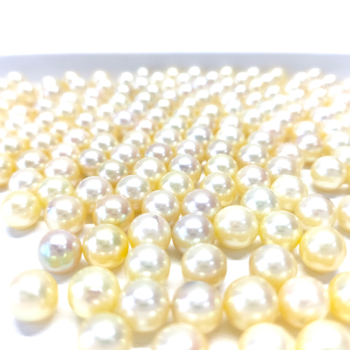 あこや真珠 無穴 7.0mm 華やかなイエロー&ゴールド ラウンド 素材