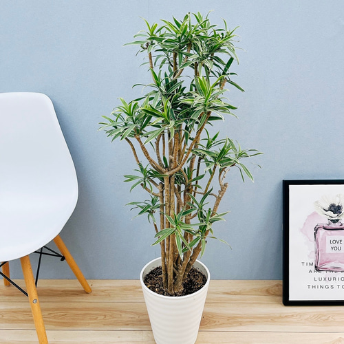 現品］【希少】T32番 ドラセナ ソングオブオキナワ 8号 観葉植物