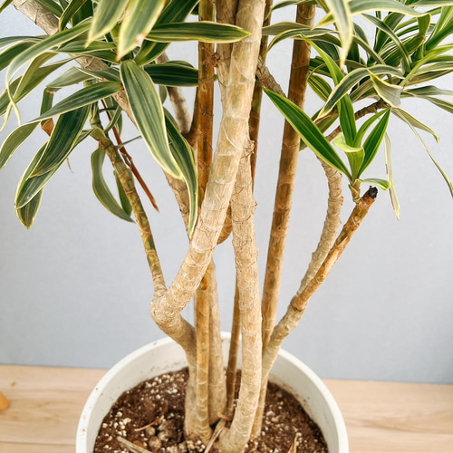 現品］【希少】26番 ドラセナ ソングオブオキナワ 8号 観葉植物 大型