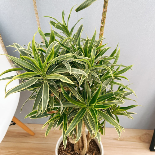 その他観葉植物 kona kona その他観葉植物
