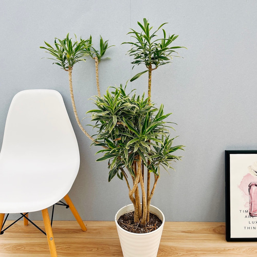 現品］【希少】26番 ドラセナ ソングオブオキナワ 8号 観葉植物 大型