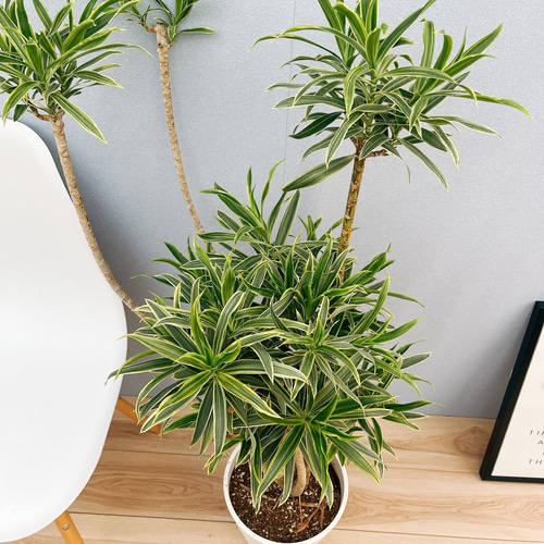 現品］【希少】26番 ドラセナ ソングオブオキナワ 8号 観葉植物 大型