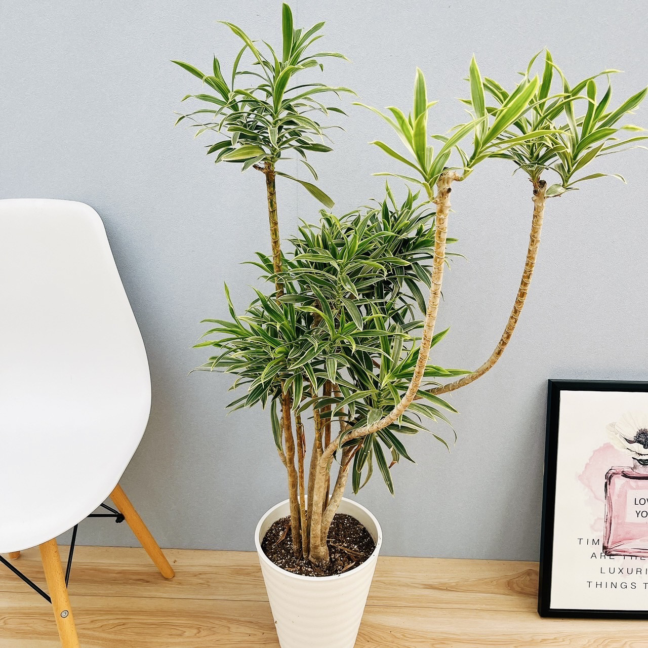 その他観葉植物 kona kona その他観葉植物