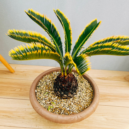 新発売 9号 斑入り ソテツ キンカン 現品］【希少】2番 金環 観葉 蘇轍 塊根植物・コーデックス