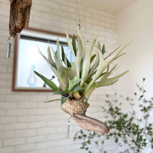 コウモリラン　ヴィーチー　流木ハンギング　現品 ビカクシダ コウモリラン ベイチー（ビーチー） ラウンド流木付け 観葉