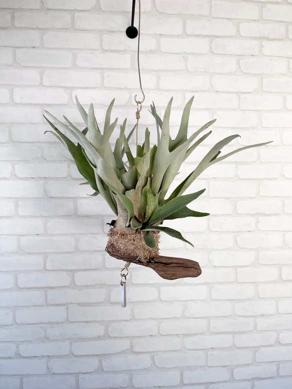 ビカクシダ コウモリラン ビーチー ビーチー群生 流木付け 観葉植物