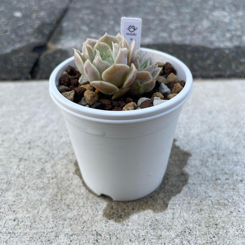 多肉植物 エケベリア アンスノー 抜き苗 二頭 その他インテリア雑貨