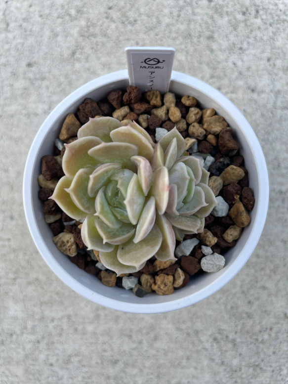 多肉植物 エケベリア アンスノー 抜き苗 二頭 その他インテリア雑貨