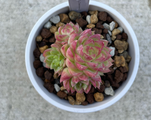 多肉植物 エケベリア ピンククイーン 抜き苗 多頭 その他インテリア