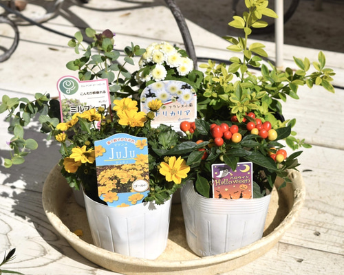 そら。ハッピービデンスいっぱいな 寄せ植え&シエルブリエと仲間達 fa0222e5031d702039fa7b404ca8d4