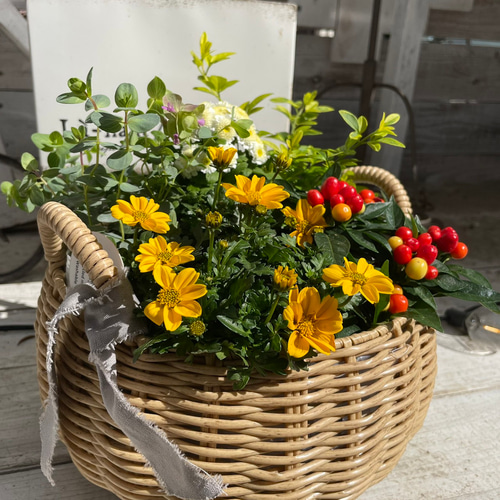 そら。ハッピービデンスいっぱいな 寄せ植え&シエルブリエと仲間達