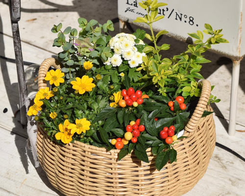 ビデンスとトウガラシ」元気なビタミンカラー寄せ植え ※完成品 花苗 鉢