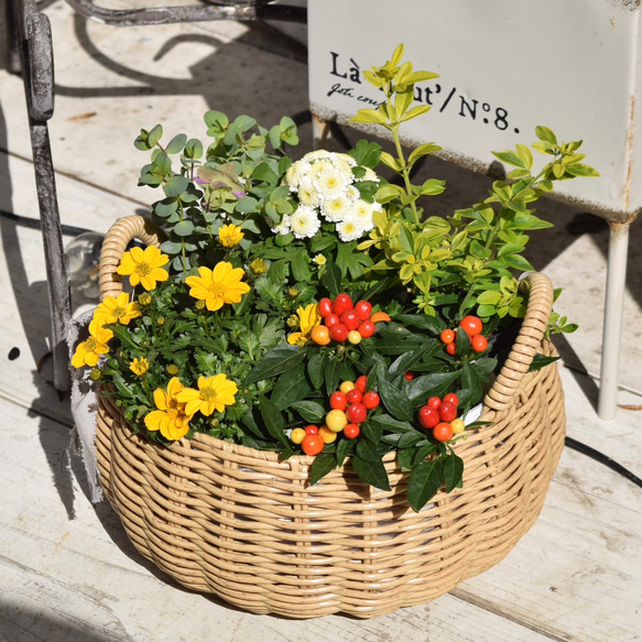 ビデンスとトウガラシ」元気なビタミンカラー寄せ植え ※完成品 花苗 鉢