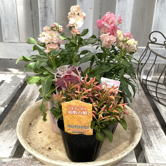 セット 植木鉢 トランク カバン プランター デニム ネイビー