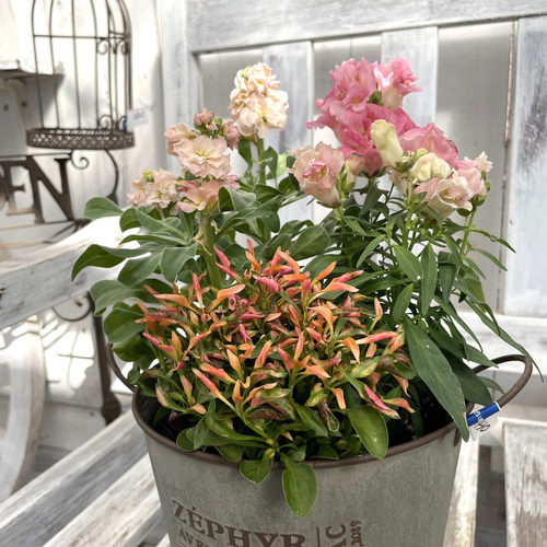 秋に楽しむ」ピンクの3ポット寄せ植え ※完成品 花苗 鉢花 ガーデニング