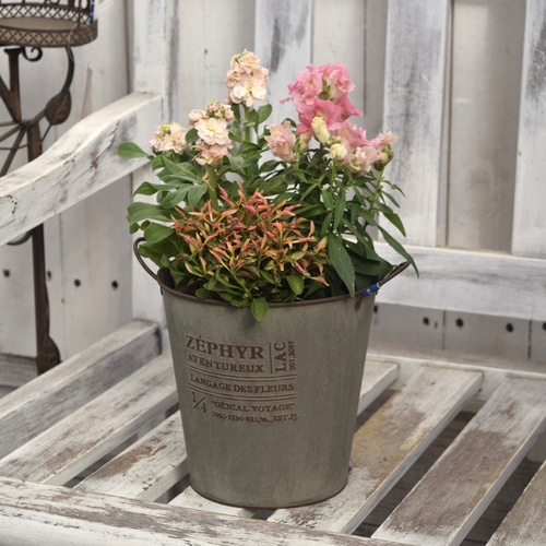 秋に楽しむ」ピンクの3ポット寄せ植え ※完成品 花苗 鉢花 ガーデニング