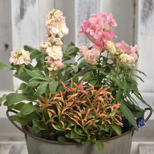 秋に楽しむ」ピンクの3ポット寄せ植え ※完成品 花苗 鉢花 ガーデニング