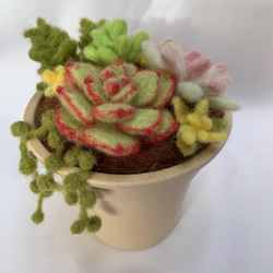 羊毛フェルトのふわふわ多肉植物寄せ植え 羊毛フェルト めぇ～ぷるふぁ