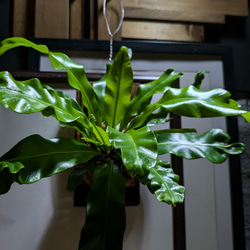 送料無料】アスプレニウム ユニコーン［板付/人気］ その他インテリア