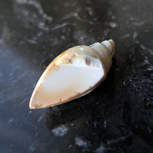 スパイラライト（Spiralite Fossil Shell） 天然石原石 スパイラライト（Spiralite Fossil Shell） 天然石原石 スパイラ